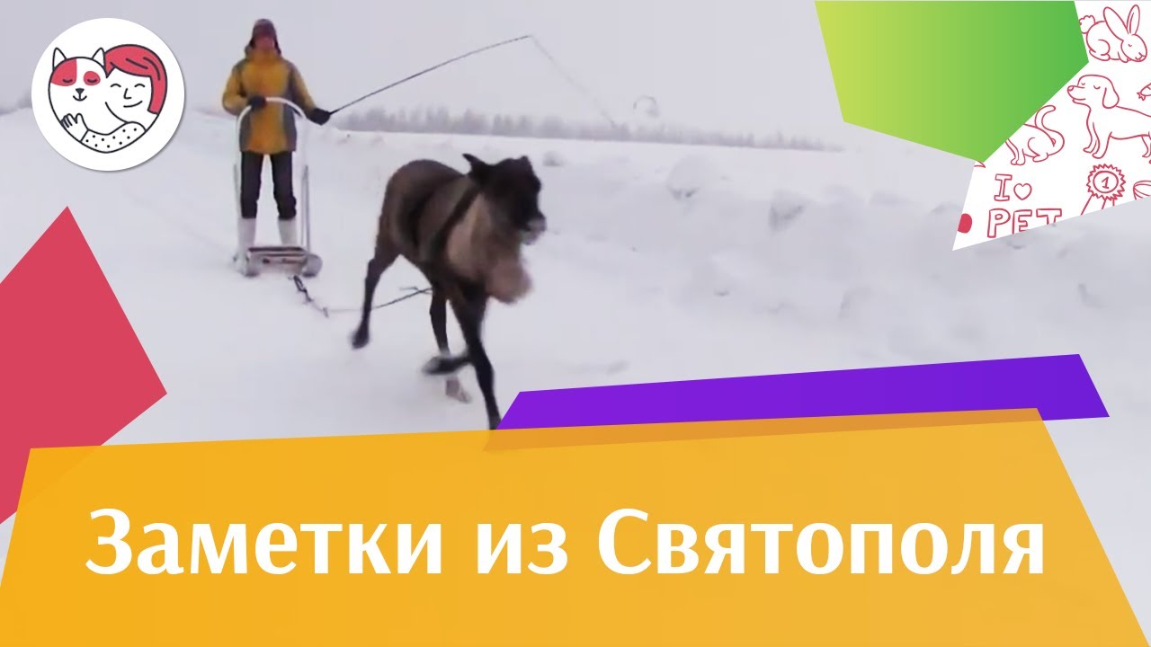 питомцы кукол лол ЗАМЕТКИ ИЗ СВЯТОПОЛЯ выпуск 9 на ilikepet