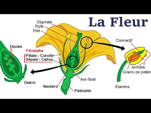 Morphologie De La Fleur - thptnganamst.edu.vn
