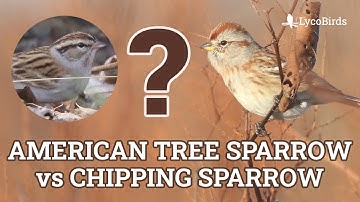 American Tree Sparrow vs Chipping Sparrow Identification