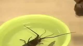 Karides Şerif Vs Kedi Antep Dublaj