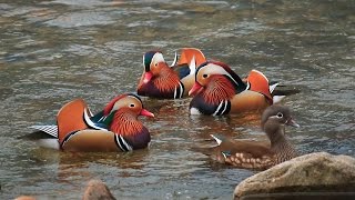 日野川のオシドリ (15Feb2014) Mandarin duck