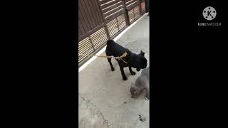 American Bully Pocket Size Puppy For Sale In Meerut Available Contact 9105773132