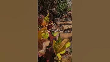 تلاوة هادئة تريح الأعصاب 😴🎧 القارئ: اسلام صبحى سوره: الأنسان 💙❤