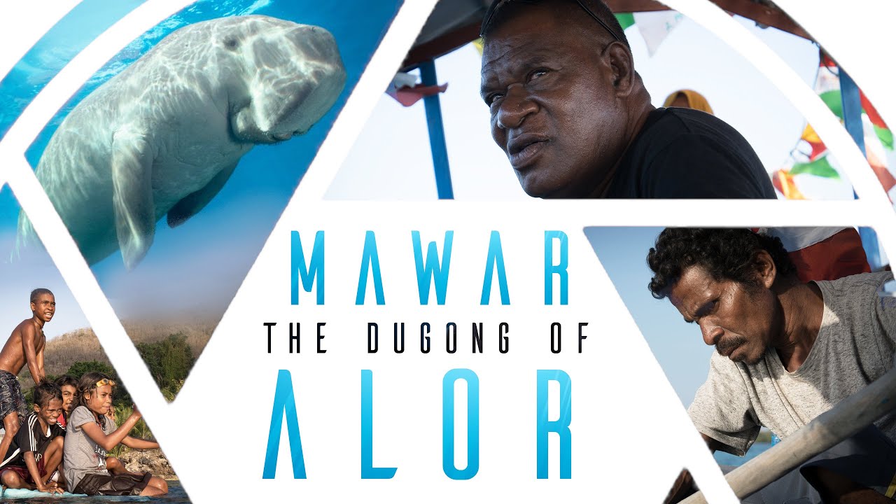 Meet the Dugong of Alor, Indonesia - Ultimate Travel & Dive Guide to best Places to Visit