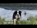 Disease Sniffing Dogs And Trainers Part Of DOGE Cuts Disease Sniffing Dogs And Trainers Part Of DOGE Cuts