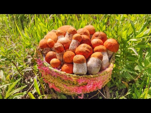 НАШЕСТВИЕ ПОДОСИНОВИКОВ ПРОДОЛЖАЕТСЯ!