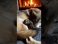 🐺🎁 The mother wolf left a gift at the human's doorstep #shortvideo