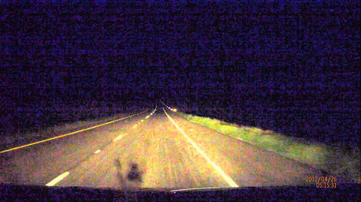 Wild Hogs crossing the road