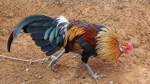 Los saib qaib dua cov phoojywg