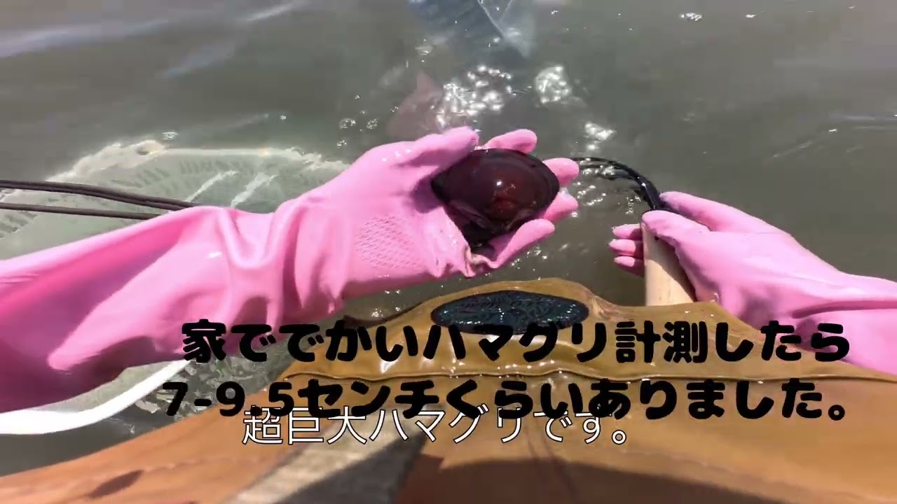 2025年5月3日 古場潮干狩り場で潮干狩りをしてみた