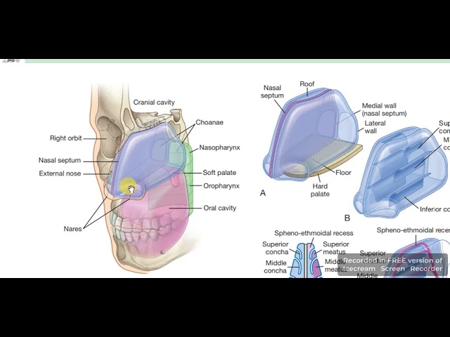 Порншаншада Вера Фишер