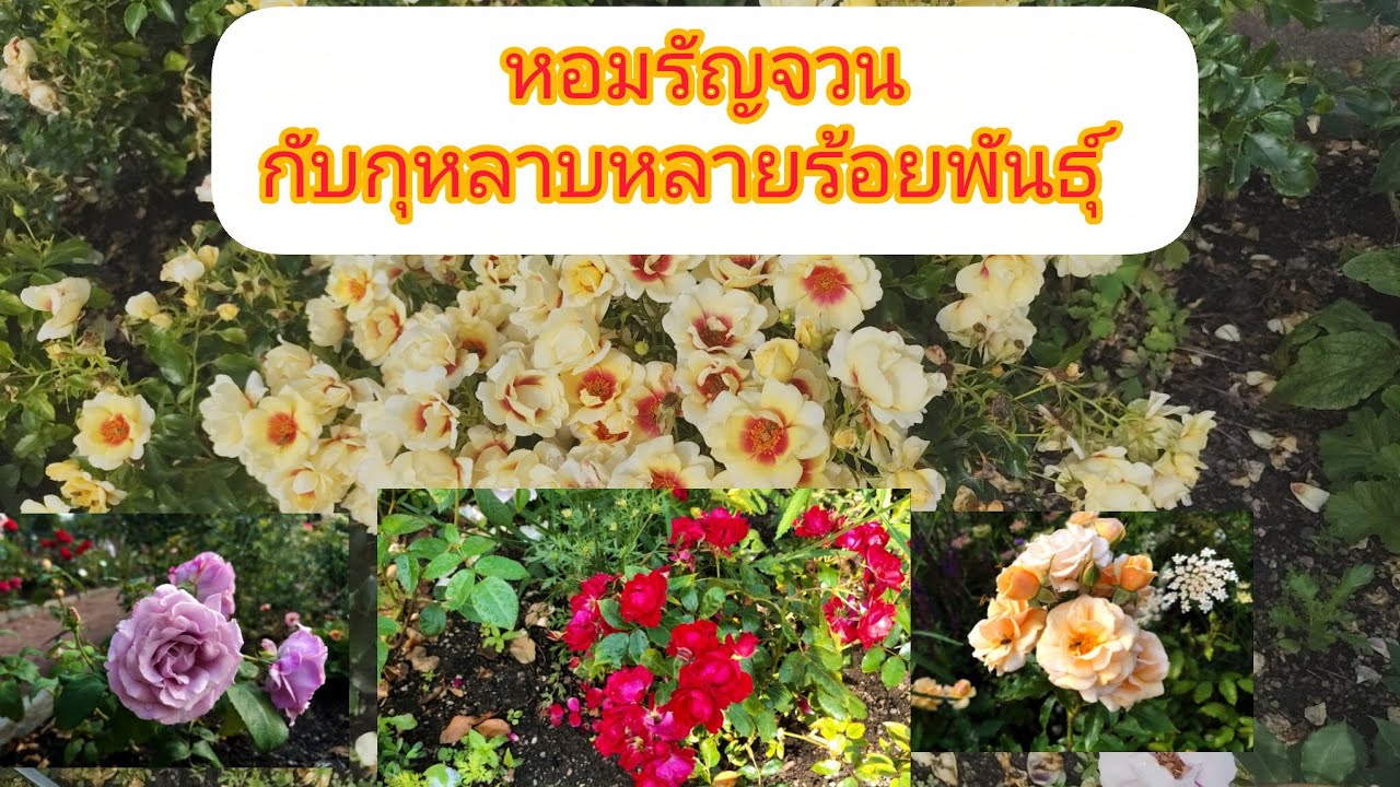 มาชมสวนกุหลาบค่ะ