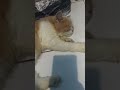 kelakuan si oyyen... #shorts #kucing #kucinglucu