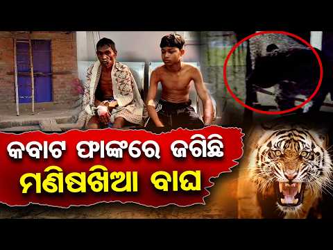 କବାଟ ଫାଙ୍କରେ ଜଗିଛି ମଣିଷଖିଆ ବାଘ | Odisha Reporter