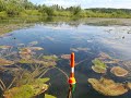 Ловля ЖЕЛТОБОКИХ карасей на ПОПЛАВОК,в зарослях травы ! Рыбалка с лодки.Август 2020