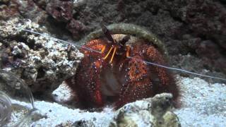 Hermit Crab (Paguroidea) - Crustacean