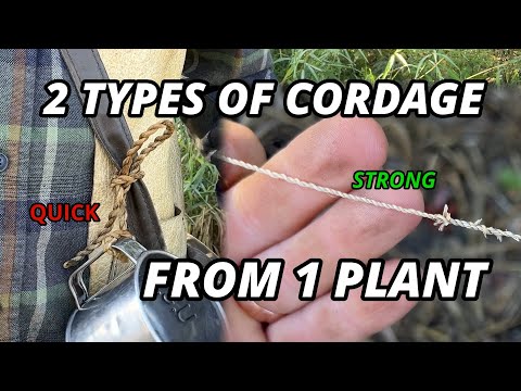 Survival Guide: 2 kinds of Cattail Cordage