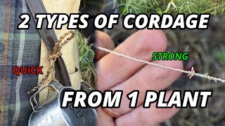 Survival Guide 2 Kinds Of Cattail Cordage