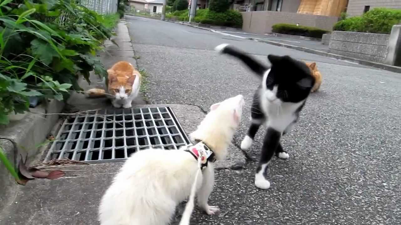 Ferret vs Cat YouTube