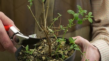 Pruning Fuchsias