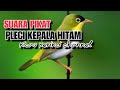 Kicau Burung Suara Pikat Burung Pleci Kepala Hitam Gacor Hutan Sumatera Mp3 - Mp4 Download