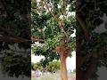 Mongibello parking    #mondello #palermo #sicilia #mongibello #nature #albero #tree #trees