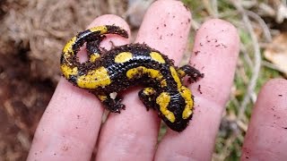 Herping For Firesalamanders In Germany, May 2016 Feuersalamander Im Kottenforst