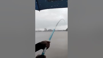 Câu được cá chép vàng sông tự nhiên