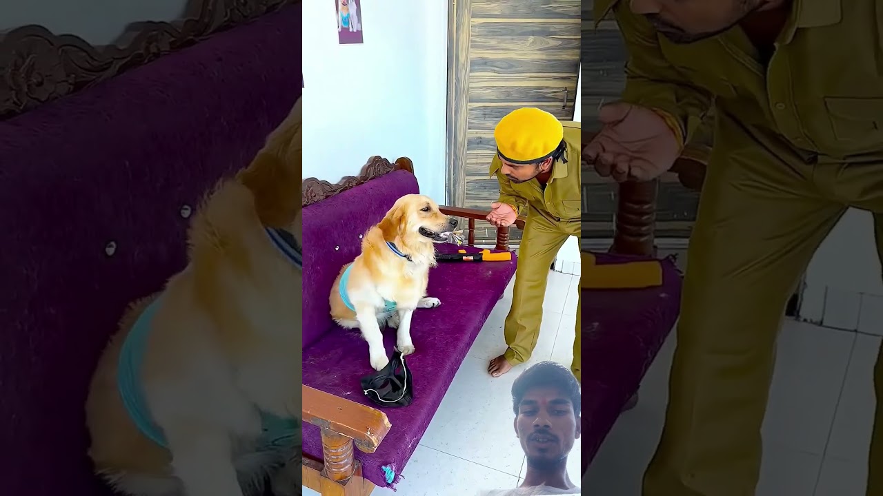 मेरा डॉगी अपनी गर्लफ्रेंड से क्यों डरता है😱 #funnydogs #shorts