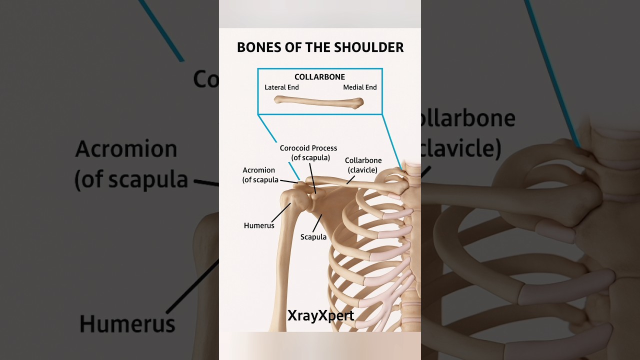 “Shoulder Bones Explained: Clavicle, Scapula & Humerus | XrayXpert” 
