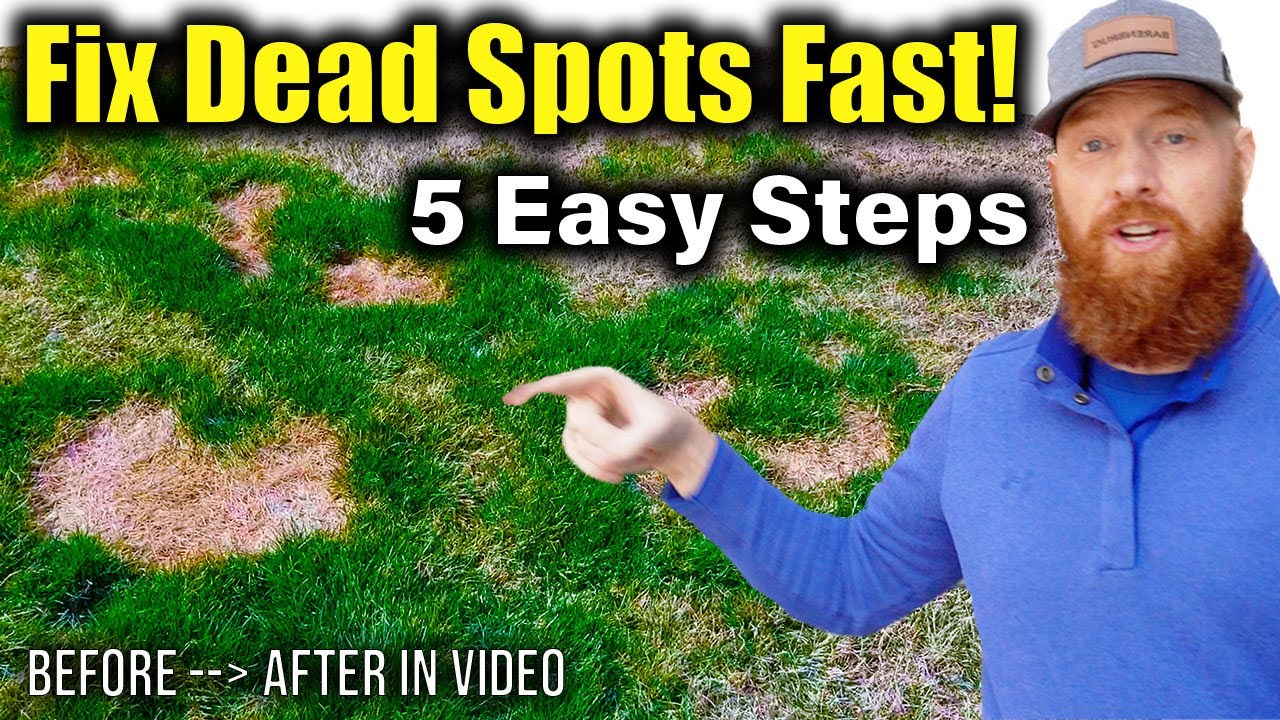 Repair dead patches in grass FAST! YouTube