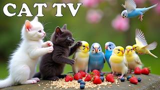 [SI VOS CHATS SONT SEULS À LA MAISON] Télévision pour chat : Jouer avec les oiseaux 😸📺 Activités ... screenshot 5