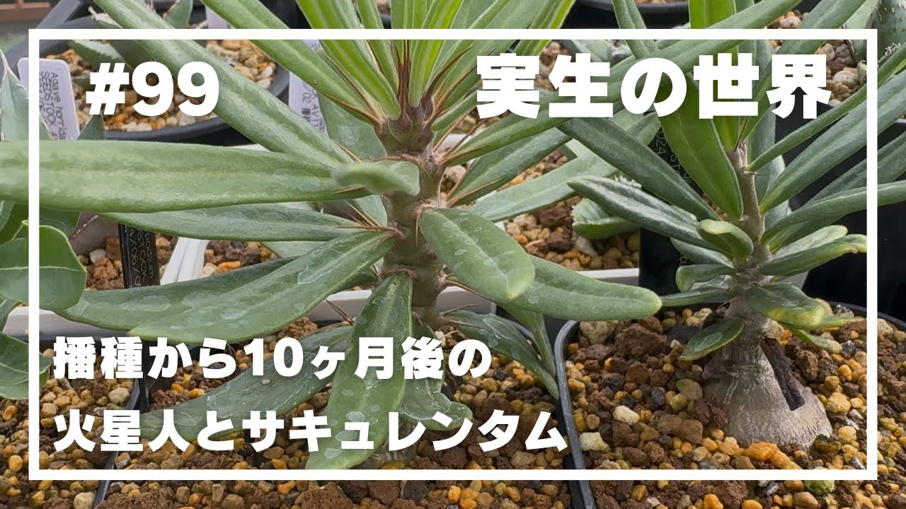 【火星人・サキュレンタム】#99 _実生の世界／火星人とサキュレンタムの植替えと成長