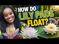 How Do Lily Pads Float? 🌿 | Water Lilies | Kindergarten Science | Educational Kids Nature Show