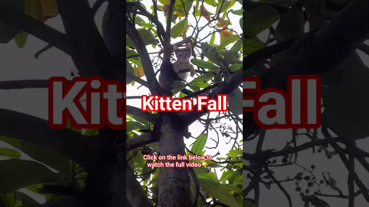 😵‍💫🥴The kitten🐈 went up the tree🌲 and fell down.