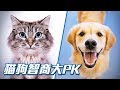 【貓狗PK】貓和狗誰智商高？比比看就知道了啊～
