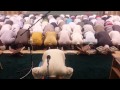 الشيخ محمد غازي صلاة التراويح 2015م الشيخ محمد غازي صلاة التراويح 2015م