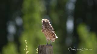 Vocalizaciónsonido Pequen, Chile, Los Angeles.