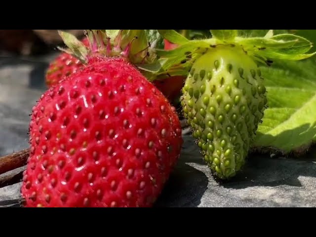 Strawberry picking season class=