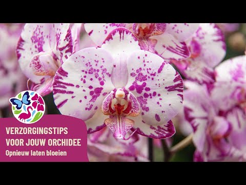 Video: Wat moet ik doen als mijn dendrobium stopt met bloeien?