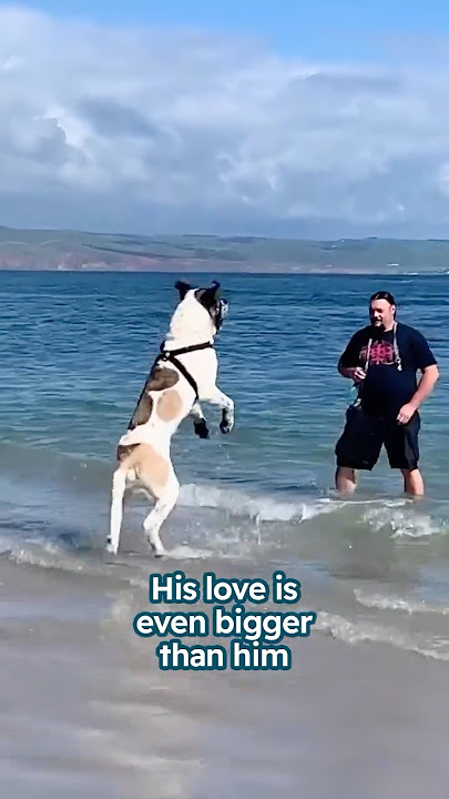 Large dog can’t leave his dad’s side #shorts