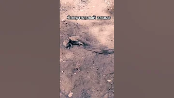 Кобра VS маленький мангуст