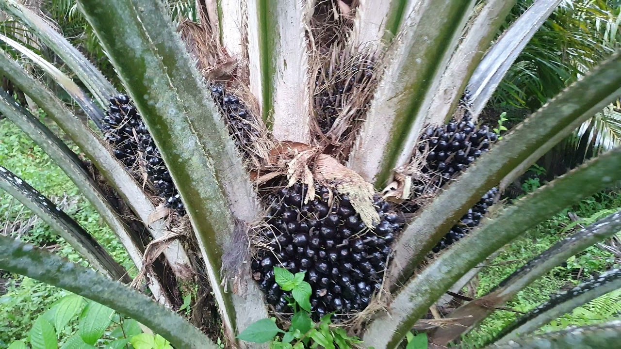 Kelapa sawit PPKS  718 buah nya mantap menjelang  umur 5 tahun
