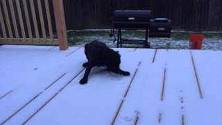 Olive's First Snow Day