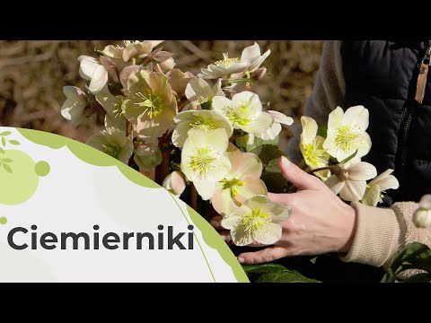 Wideo: Uprawa ciemiernika jako rośliny doniczkowej: utrzymanie ciemiernika w domu
