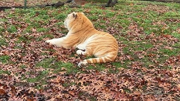 The Five Freedoms of Animal Welfare: A Framework for Mental and Emotional Health - Khaleesi Tiger