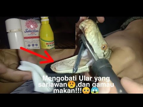 Mengobati Ular yang sariawan dan Gamau makan!!😟 