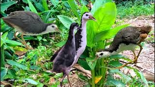 SUARA PIKAT BURUNG RUAK RUAK JANTAN DAN BETINA SUPER AMPUH TERBARU ANTI ZONK