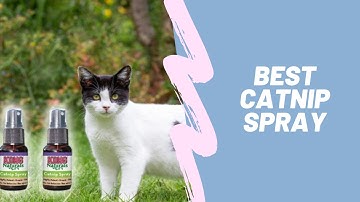 Best Catnip Spray
