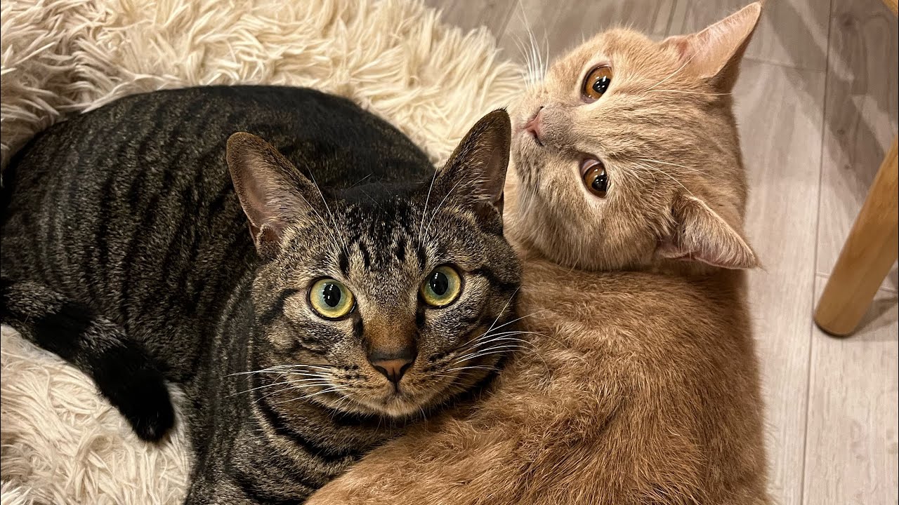 何をするにも2人でずっと一緒に行動しちゃう猫ちゃんたちが可愛